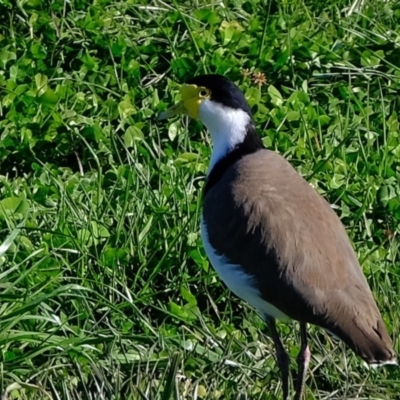 Vanellus miles (Masked Lapwing) at Melba, ACT - 4 Jul 2020 by Kurt