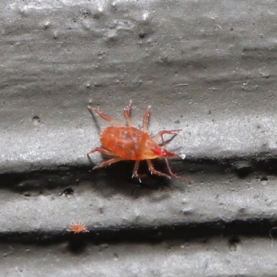Bdellidae sp. (family) (Unidentified Snout Mite) at ANBG - 3 Jul 2020 by TimL