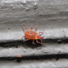 Bdellidae sp. (family) (Unidentified Snout Mite) at Hackett, ACT - 3 Jul 2020 by TimL