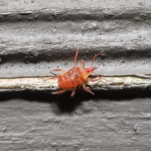 Bdellidae sp. (family) at Hackett, ACT - 3 Jul 2020 11:53 AM