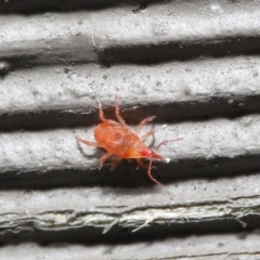 Bdellidae sp. (family) at Hackett, ACT - 3 Jul 2020