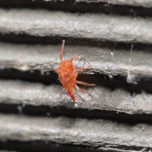 Bdellidae sp. (family) at Hackett, ACT - 3 Jul 2020