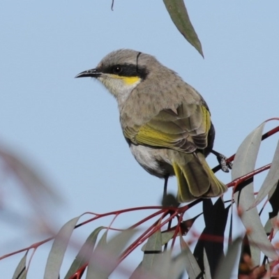 Gavicalis virescens (Singing Honeyeater) at Gungaderra Creek Ponds - 4 Jul 2020 by RodDeb