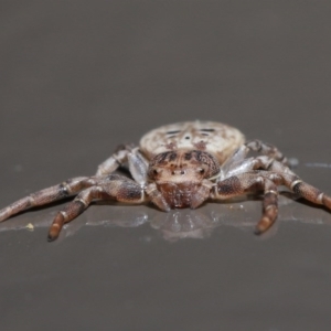 Cymbacha ocellata at Acton, ACT - 3 Jul 2020