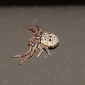 Cymbacha ocellata at Acton, ACT - 3 Jul 2020