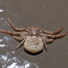 Cymbacha ocellata at Acton, ACT - 3 Jul 2020