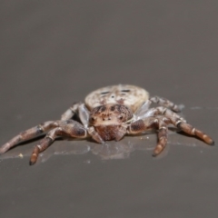 Cymbacha ocellata at Acton, ACT - 3 Jul 2020