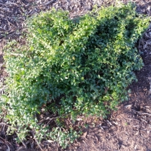 Asparagus asparagoides at Russell, ACT - 4 Jul 2020