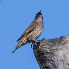 Climacteris picumnus victoriae (Brown Treecreeper) at Tharwa, ACT - 2 Jul 2020 by JohnHurrell