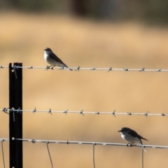 Microeca fascinans (Jacky Winter) at Tharwa, ACT - 2 Jul 2020 by JohnHurrell