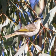 Gavicalis virescens (Singing Honeyeater) at Franklin, ACT - 4 Jul 2020 by JohnHurrell