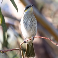 Gavicalis virescens at Franklin, ACT - 4 Jul 2020