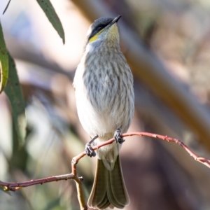 Gavicalis virescens at Franklin, ACT - 4 Jul 2020