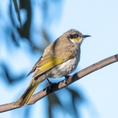 Gavicalis virescens at Franklin, ACT - 4 Jul 2020