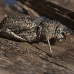 Cubicorhynchus sp. (genus) (Ground weevil) at Belconnen, ACT - 3 Jul 2020 by AlisonMilton