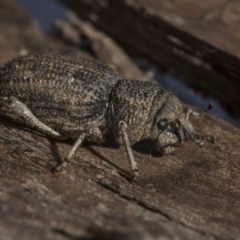 Cubicorhynchus sp. (genus) at Belconnen, ACT - 3 Jul 2020