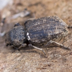 Cubicorhynchus sp. (genus) at Belconnen, ACT - 3 Jul 2020