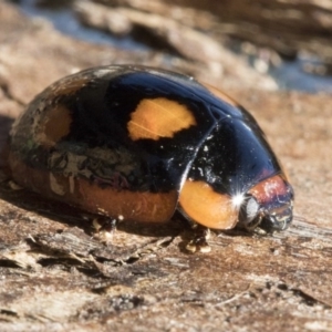 Paropsisterna beata at Belconnen, ACT - 3 Jul 2020