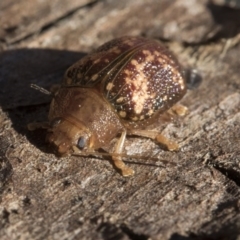 Paropsis aspera (Eucalyptus Tortoise Beetle) at Belconnen, ACT - 3 Jul 2020 by AlisonMilton