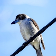 Cracticus torquatus (Grey Butcherbird) at Higgins, ACT - 4 Jul 2020 by AlisonMilton