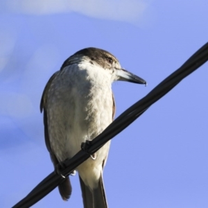 Cracticus torquatus at Higgins, ACT - 4 Jul 2020