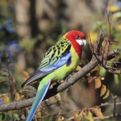 Platycercus eximius (Eastern Rosella) at Higgins, ACT - 4 Jul 2020 by AlisonMilton