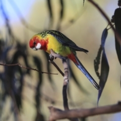 Platycercus eximius at Higgins, ACT - 4 Jul 2020