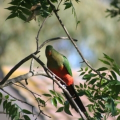 Alisterus scapularis (Australian King-Parrot) at Higgins, ACT - 3 Mar 2006 by Alison Milton