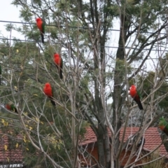 Alisterus scapularis (Australian King-Parrot) at Higgins, ACT - 11 Jun 2006 by Alison Milton