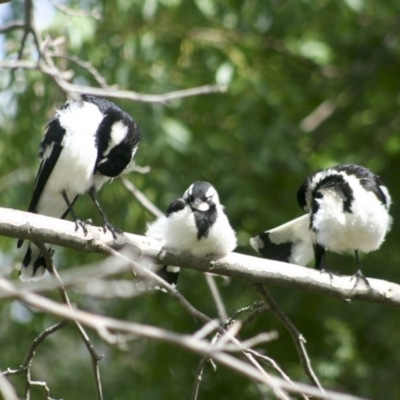 Grallina cyanoleuca (Magpie-lark) at Higgins, ACT - 25 Dec 2007 by AlisonMilton