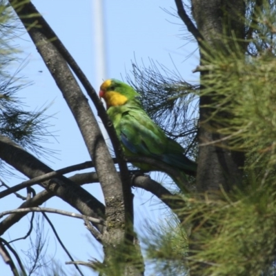 Polytelis swainsonii (Superb Parrot) at Higgins, ACT - 25 Dec 2007 by Alison Milton