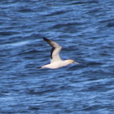 Morus serrator (Australasian Gannet) at Rosedale, NSW - 4 Jul 2020 by LisaH