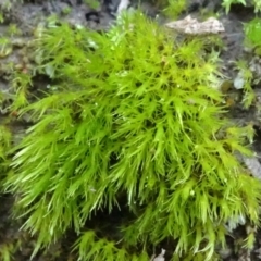 Unidentified Moss, Liverwort or Hornwort at Murrumbateman, NSW - 20 Jun 2020 by JanetRussell