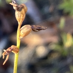 Corunastylis sp. at Burra, NSW - 3 Jul 2020