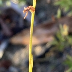 Corunastylis sp. at Burra, NSW - 3 Jul 2020