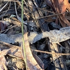 Corunastylis sp. at Burra, NSW - 3 Jul 2020