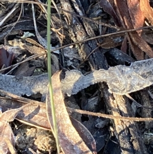 Corunastylis sp. at Burra, NSW - 3 Jul 2020