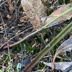 Thelymitra sp. (A Sun Orchid) at Burra, NSW - 3 Jul 2020 by Safarigirl