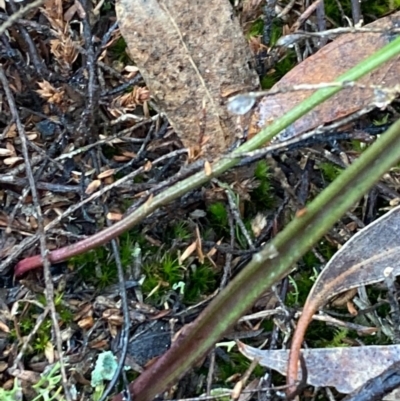 Thelymitra sp. (A Sun Orchid) at Burra, NSW - 3 Jul 2020 by Safarigirl