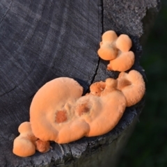 Trametes coccinea at Morton, NSW - 19 May 2020 by wendie