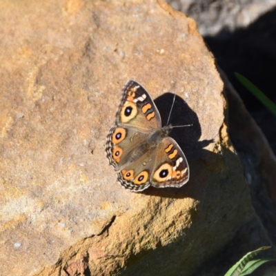 Junonia villida (Meadow Argus) at Termeil, NSW - 5 May 2020 by wendie