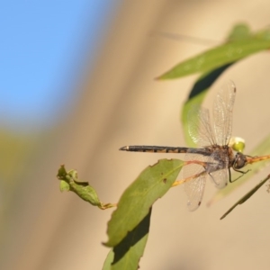 Hemicordulia tau at Wamboin, NSW - 3 May 2020