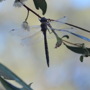 Hemicordulia tau at Wamboin, NSW - 3 May 2020