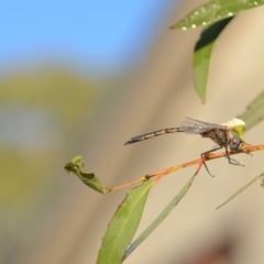 Hemicordulia tau at Wamboin, NSW - 3 May 2020