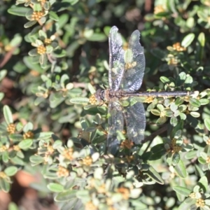 Hemicordulia tau at Wamboin, NSW - 3 May 2020 12:37 PM