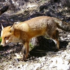 Vulpes vulpes (Red Fox) at Tuggeranong DC, ACT - 4 Jul 2020 by ChrisHolder