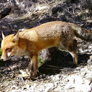 Vulpes vulpes at Tuggeranong DC, ACT - 4 Jul 2020