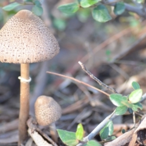 Macrolepiota clelandii at Wamboin, NSW - 3 May 2020