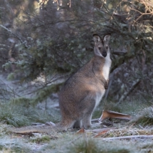 Notamacropus rufogriseus at Cotter River, ACT - 4 Jul 2020