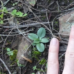 Pterostylidinae (greenhood alliance) (A Greenhood) at Hackett, ACT - 4 Jul 2020 by WalterEgo